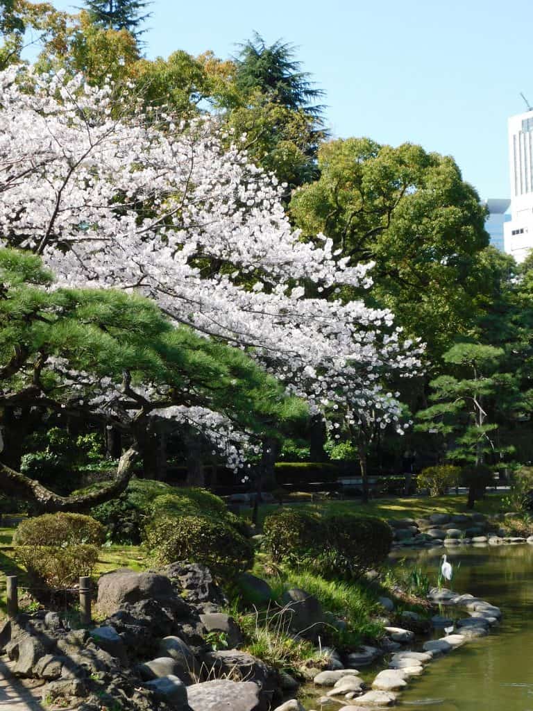 Tokyo Cherry Blossoms Spot Hanami Japan Season Hibiya Park Festival