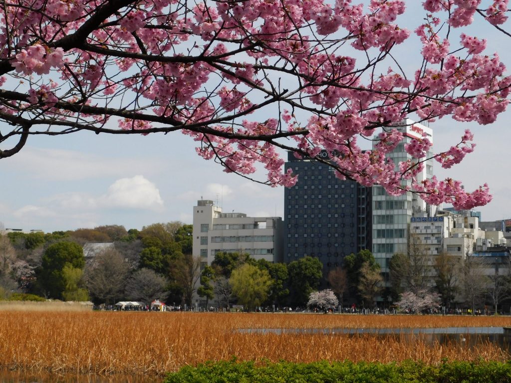 Tokyo Cherry Blossoms Spot Hanami Japan Season Ueno Park Pond