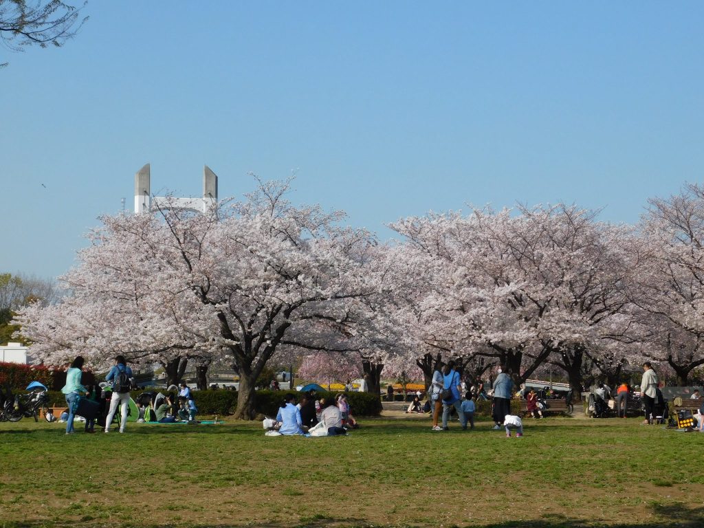 Tokyo Cherry Blossoms Spot Hanami Japan Season Kiba Park Picnic