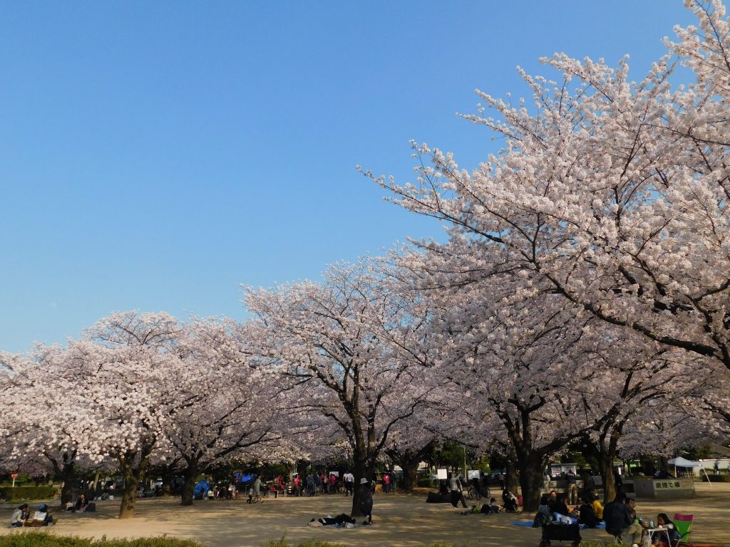 Tokyo Cherry Blossoms Spot Hanami Japan Season Kiba Park Picnic