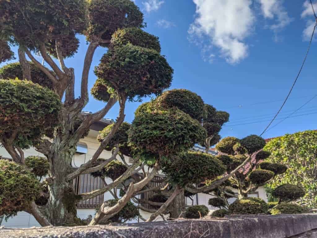 A Garden along Makabe Street, Sakuragawa, Ibaraki