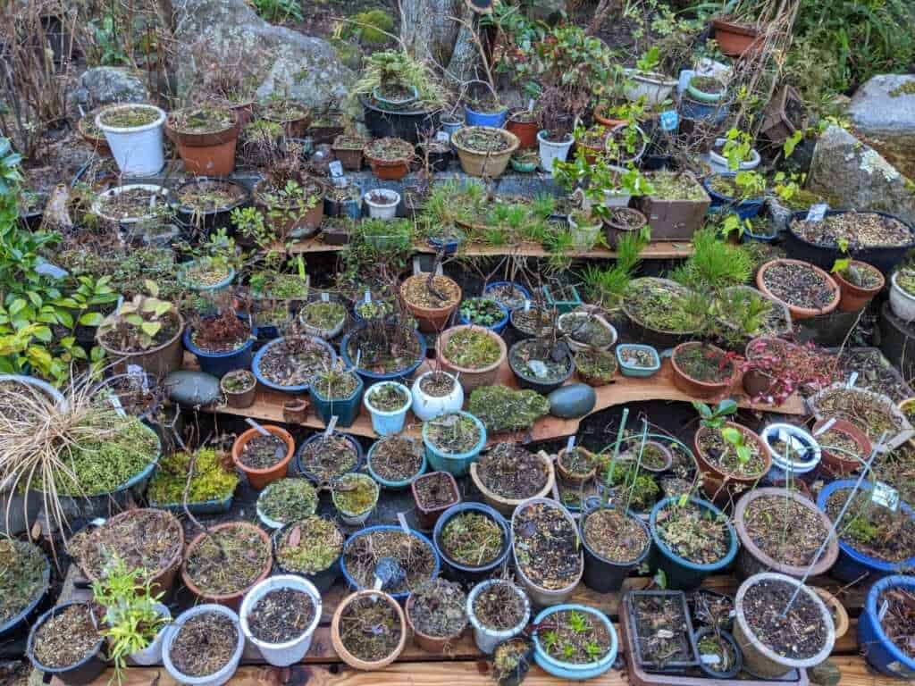 Potted Plants at Gosho Komagataki Shrine