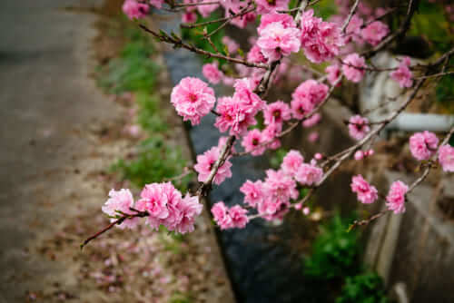 Peach Blossoms: Japan’s Other Spring Flower Blossoms