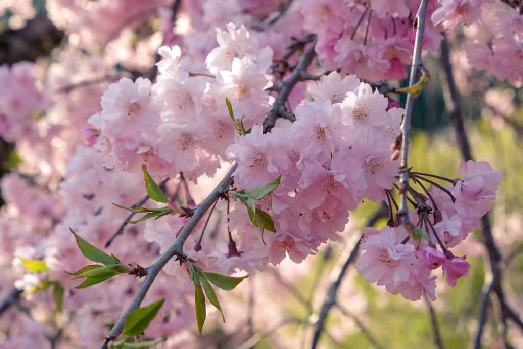 Pink sakura blossom on a tree in Kyushu