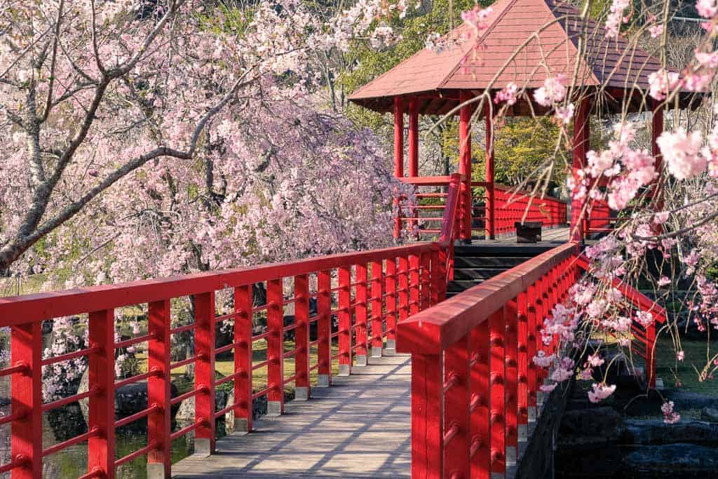 Sakura Blossoms at Keiseki Park and Baby Blue Eyes in Nakatsu