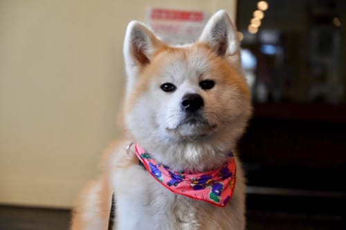 A 3 Day Journey From Akita Prefecture to Hokkaido on the Hokkaido Shinkansen: Day 1 Part 2