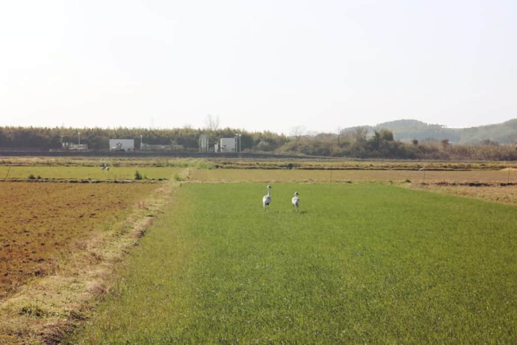 Cranes of Izumi, Kagoshima, Japan