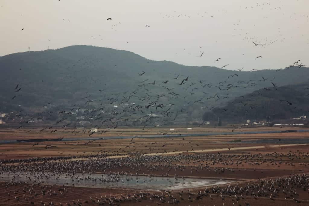 Cranes flight in Izumi, Kagoshima, Japan