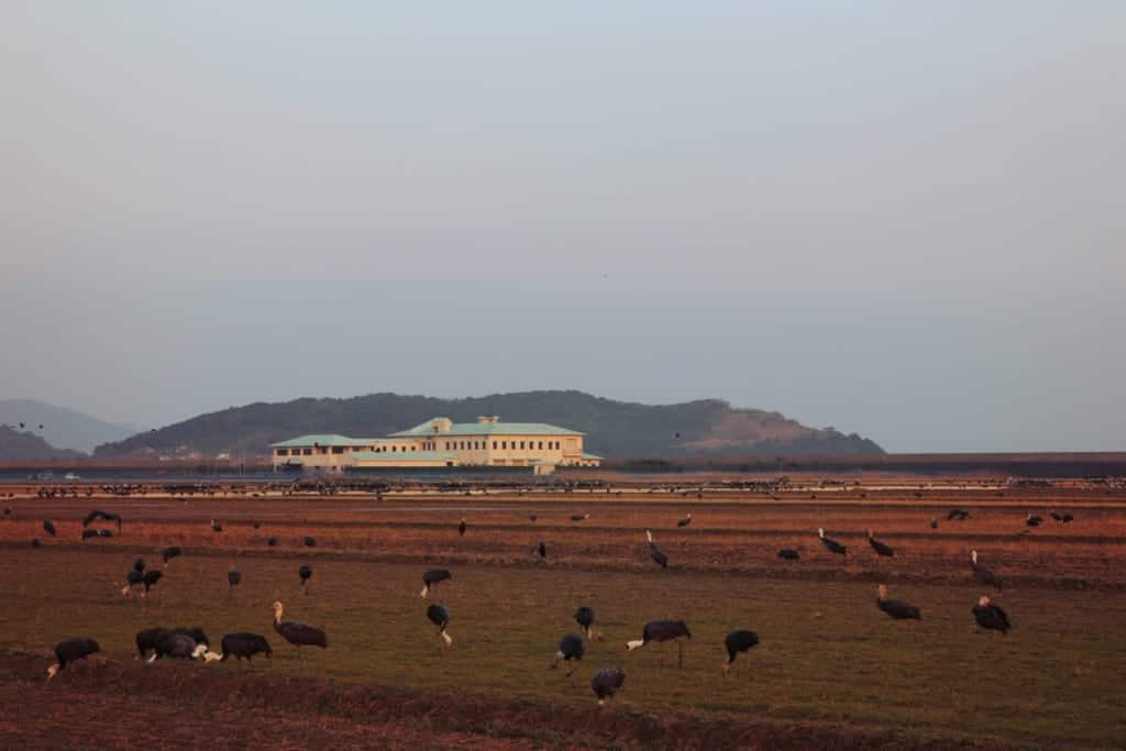 Cranes in Izumi, Kagoshima, Japan