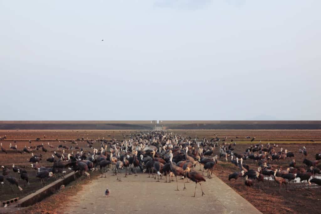Cranes in Izumi, Kagoshima, Japan