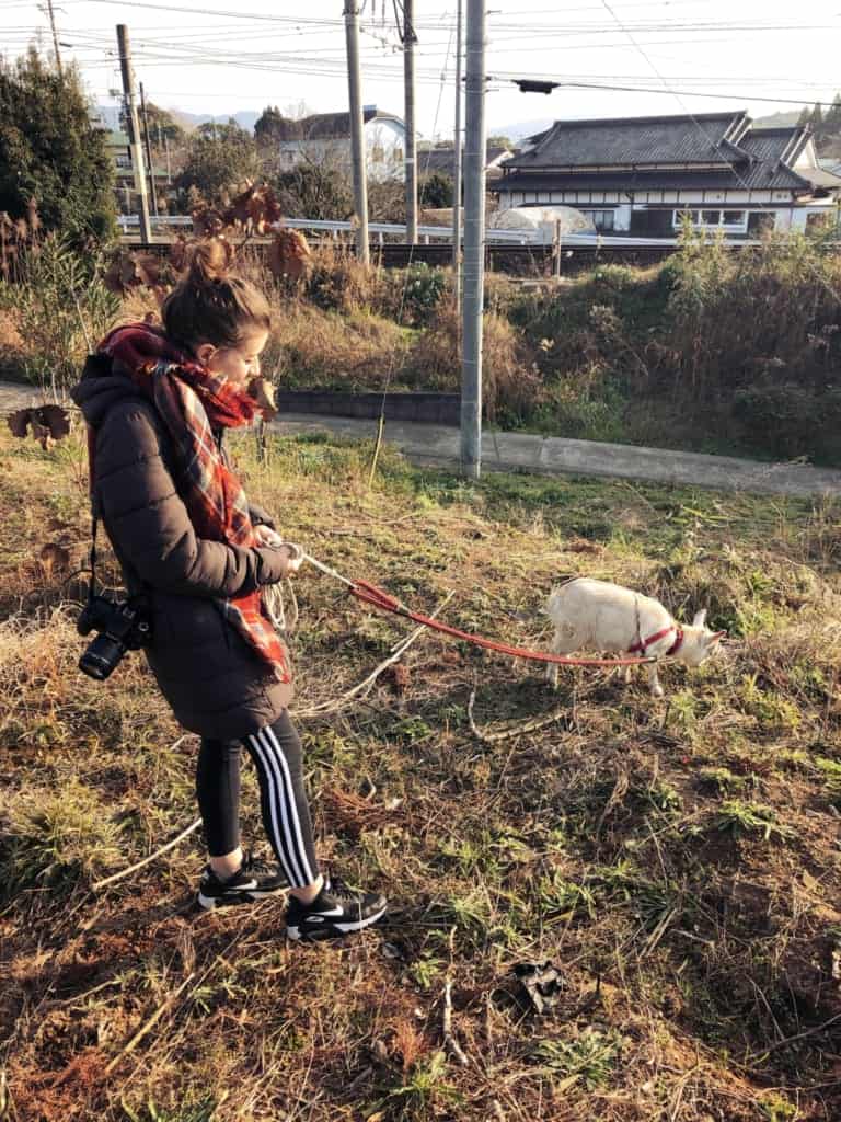Goat in Izumi, Kagoshima, Japan