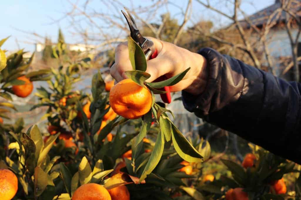 Mandarine in Izumi, Kagoshima, Japan