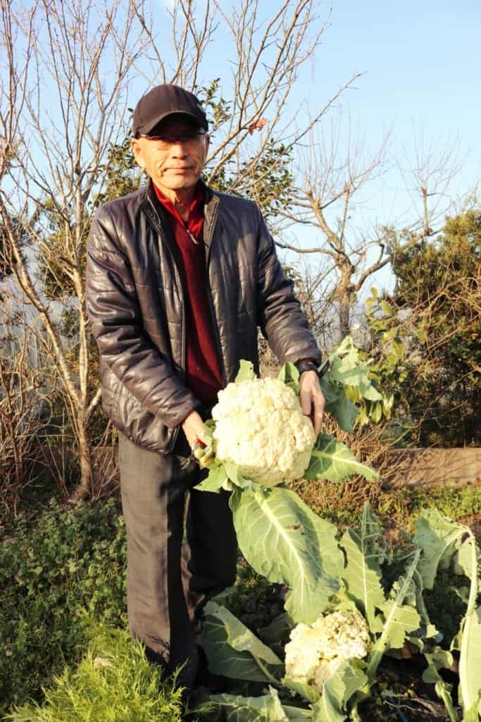 Picking vegetables in Izumi, Kagoshima, Japan