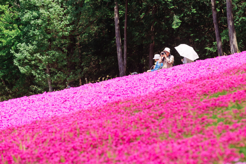 Enjoying an afternoon at the flower festival in Chichibu
