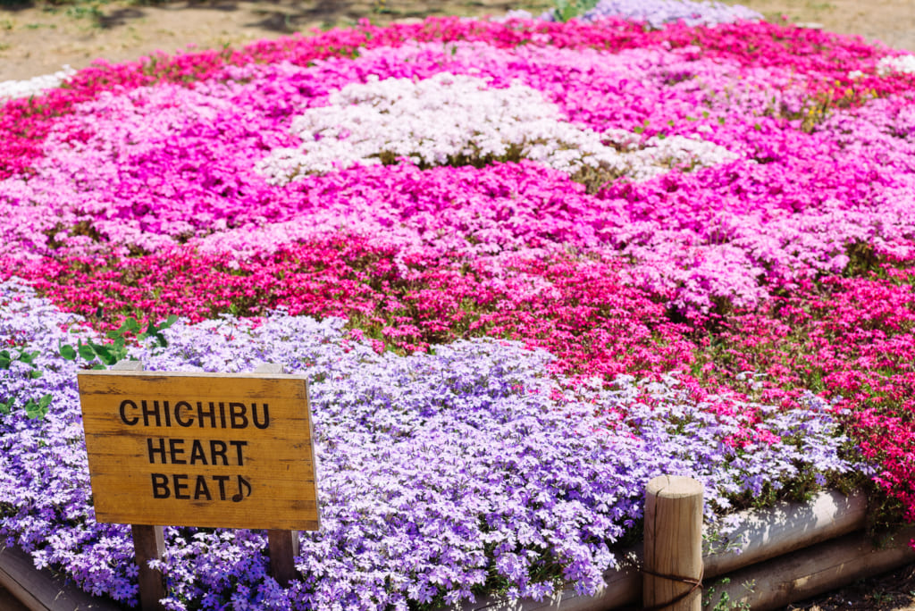 Chichibu Shibazakura Flower Festival: One Day Trip from Tokyo