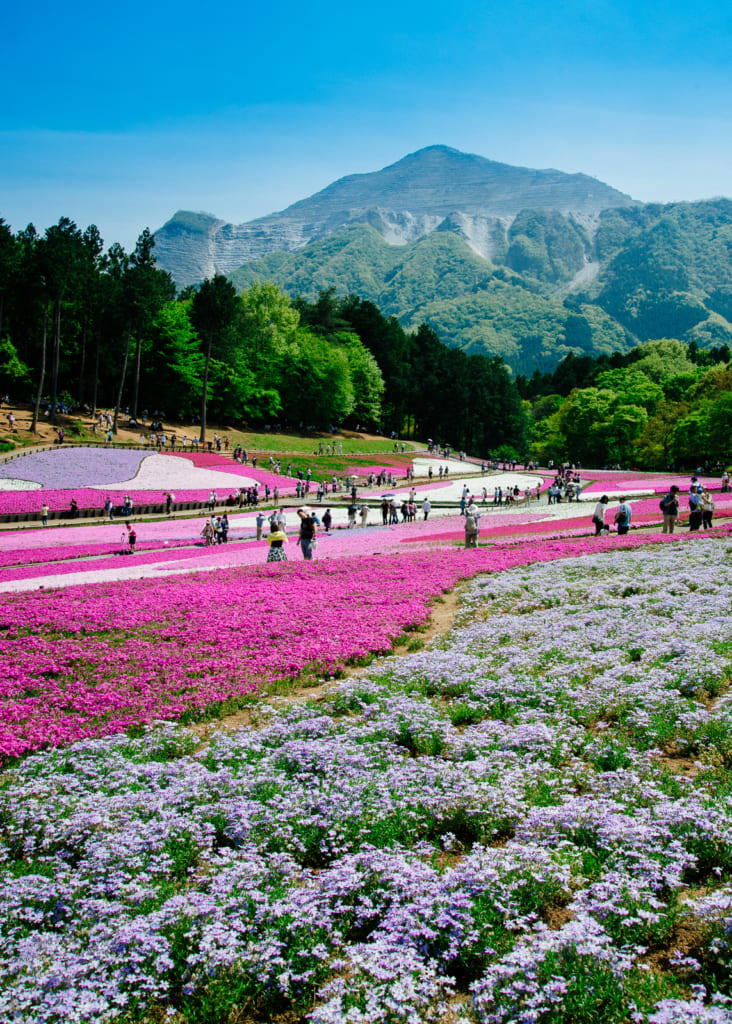 view of Chichibu Shibazakura Flower Festival  in Japan