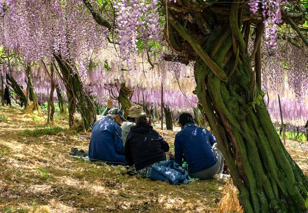 Wisteria Fuji Tunnels and Other Things to See at Oita’s Senzai Park