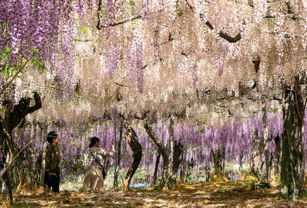 People taking pictures under the fuji flowers tunnel at Senzai Park, Oita