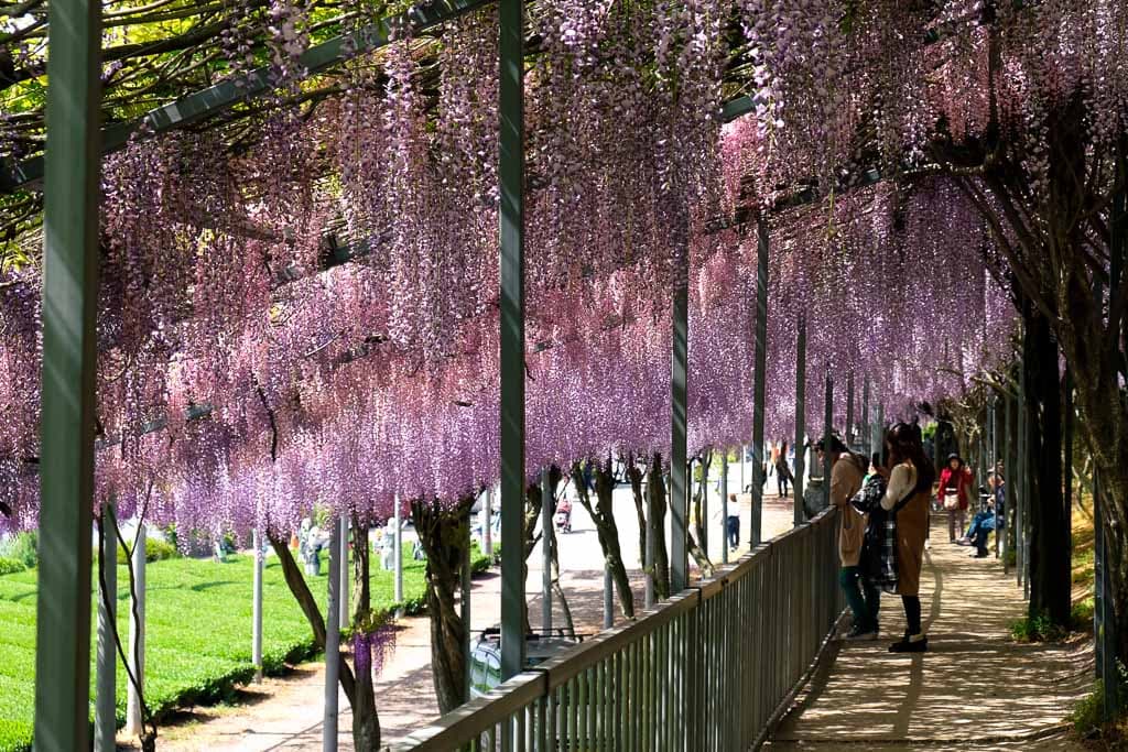 A viewing area of the tea plantation under wisteria canopy at Senzai Park, Oita