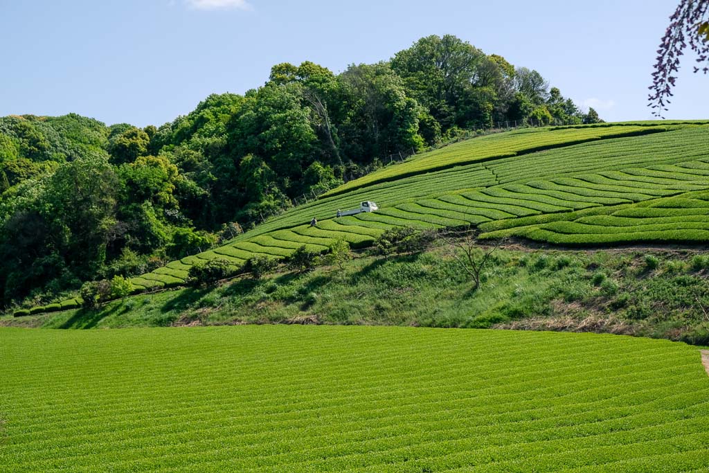 View of Senzai Green Tea Plantation in Oita