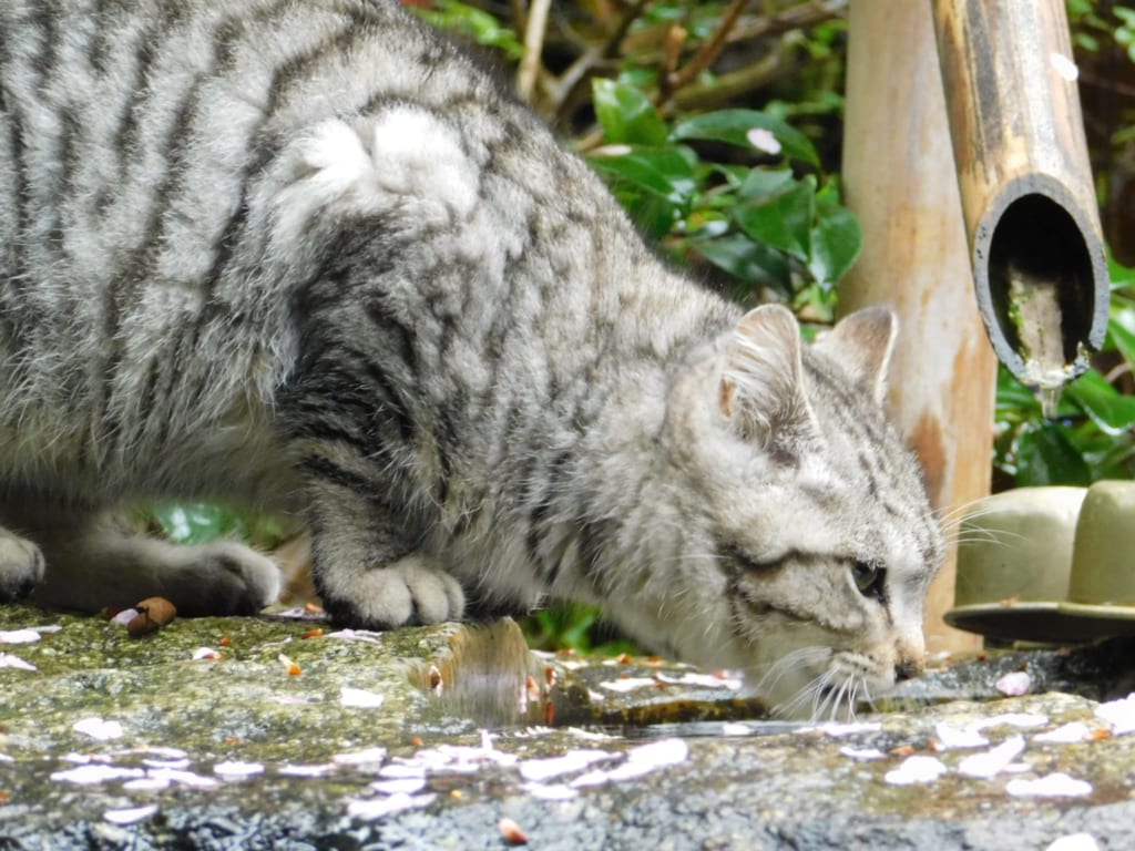 Cat and Sakura, cherry blossom at Ishiteji temple, Shikoku Pilgrimage Trail, Matsuyama.