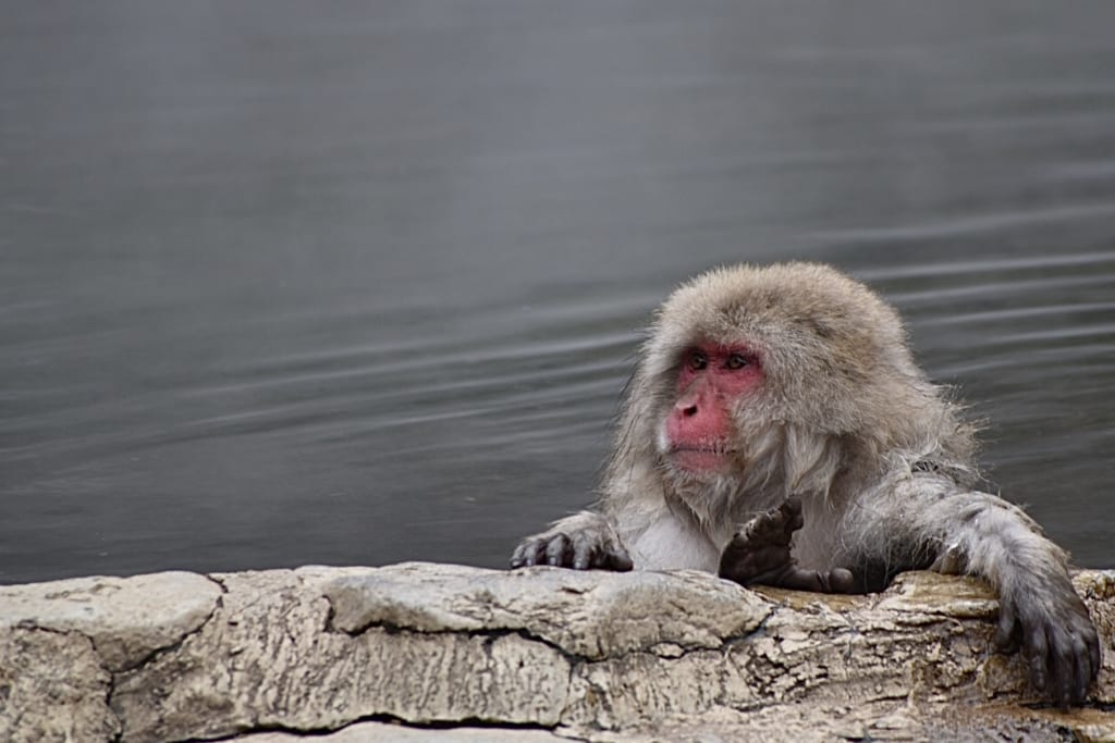 monkey relaxing