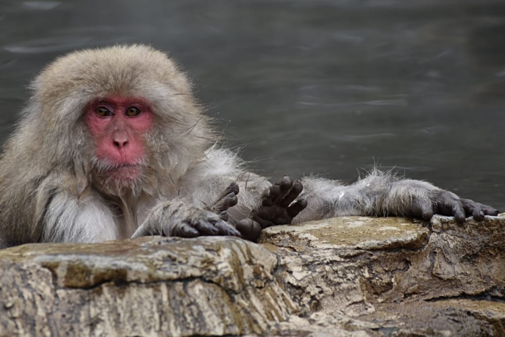 monkey relaxing in onsen looking