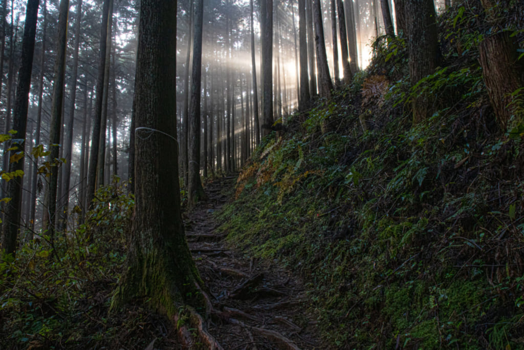 light shining through trees of mitake