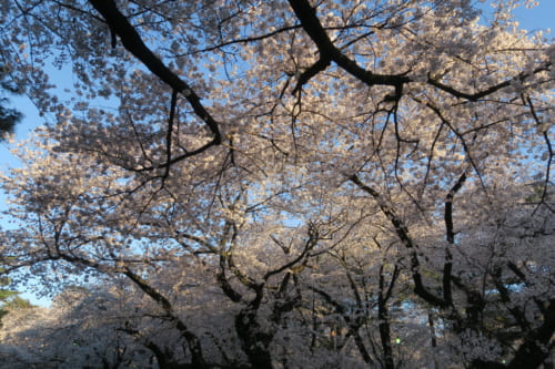 Omiya Park – Saitama’s Secret Cherry Blossom Spot