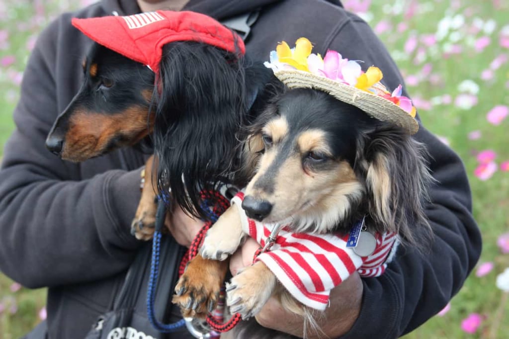 Japanese dogs wearing hats