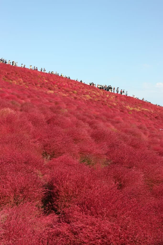 Red Kochia and blue sky