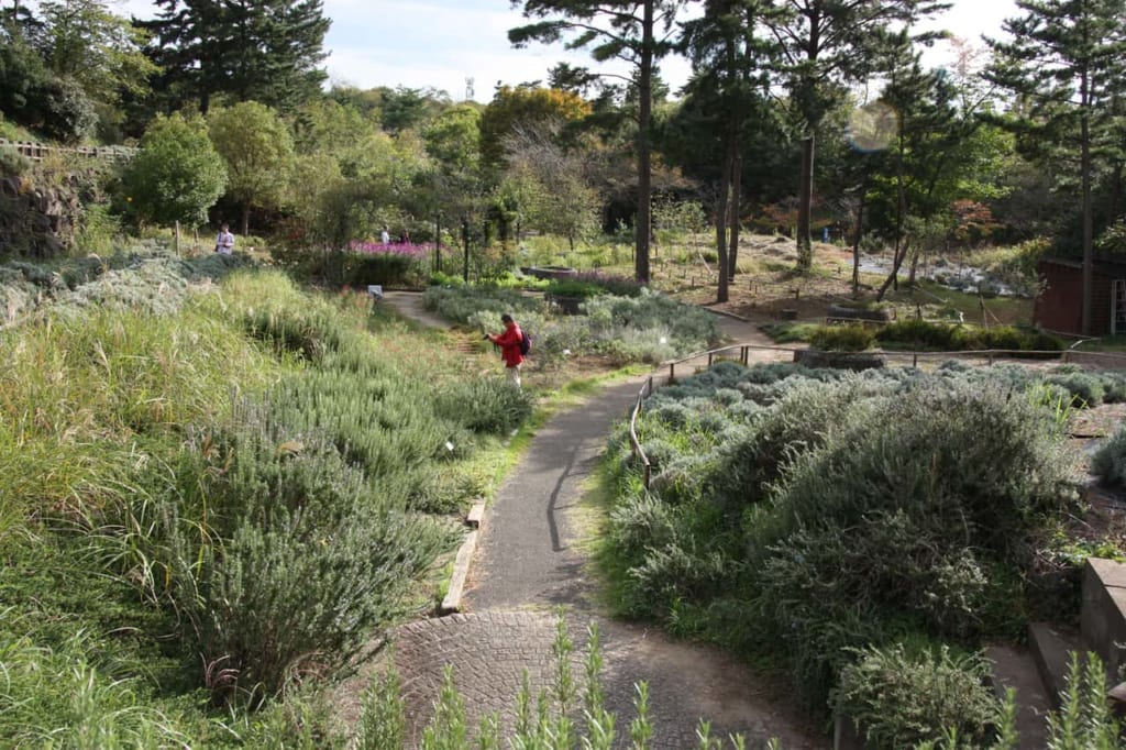 Quiet path in Hitachi Seaside Park