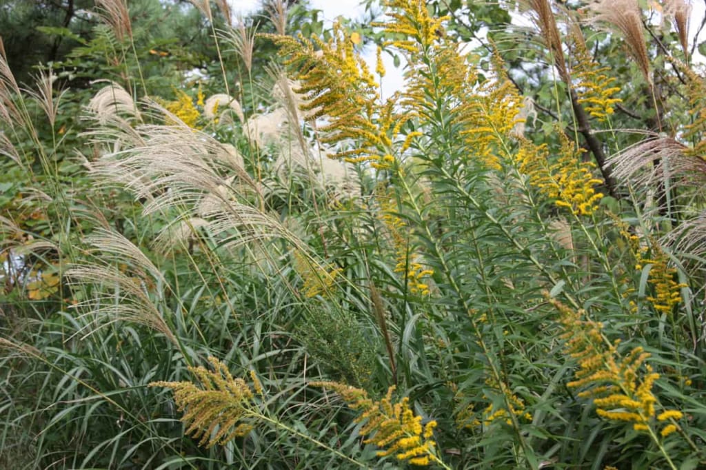 Dune autumn plants