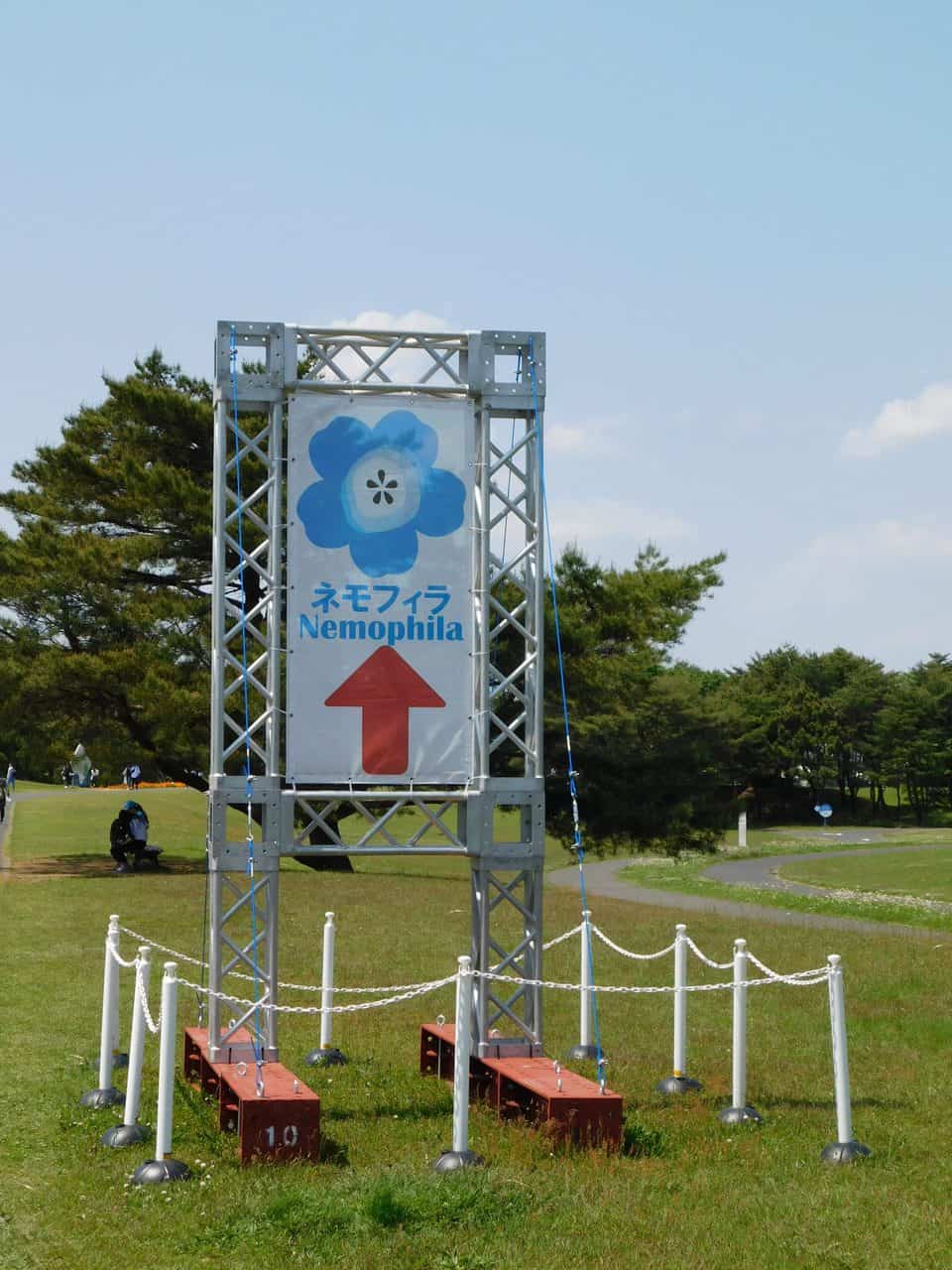 Nemophila at Hitachi Seaside Park.