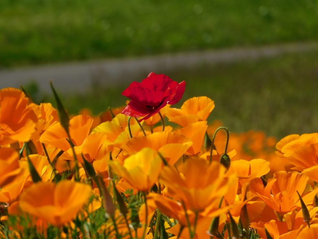 Poppy at Hitachi Seaside Park.