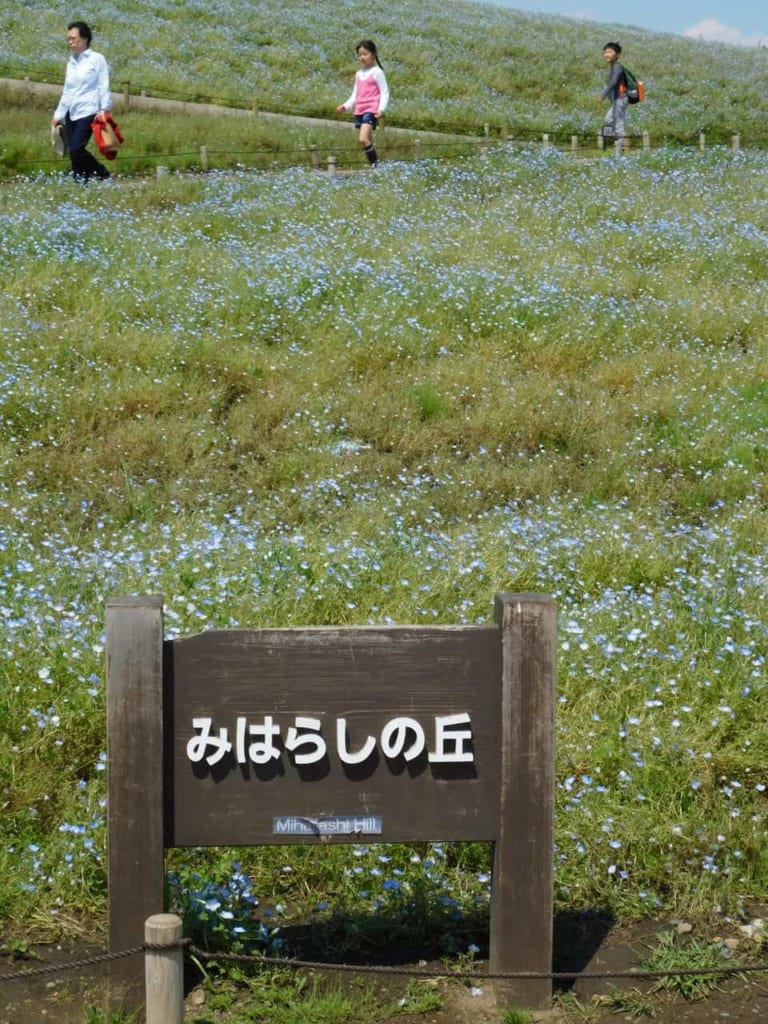 Miharashi Hill covered with Nemophila.