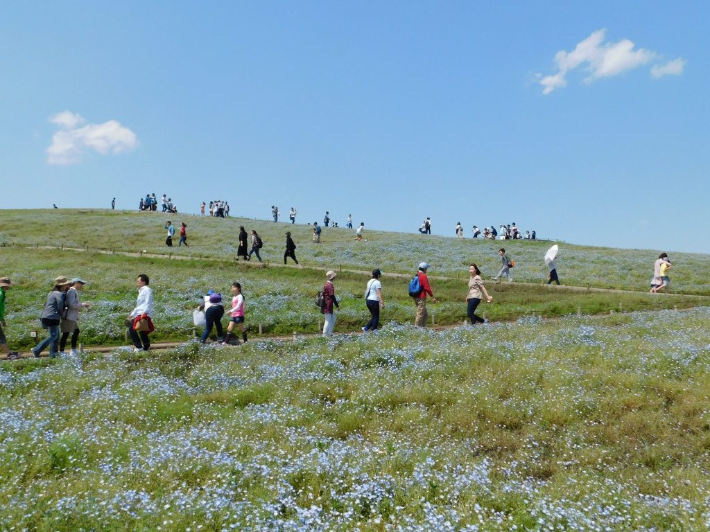 Nemophila at Hitachi Seaside Park.