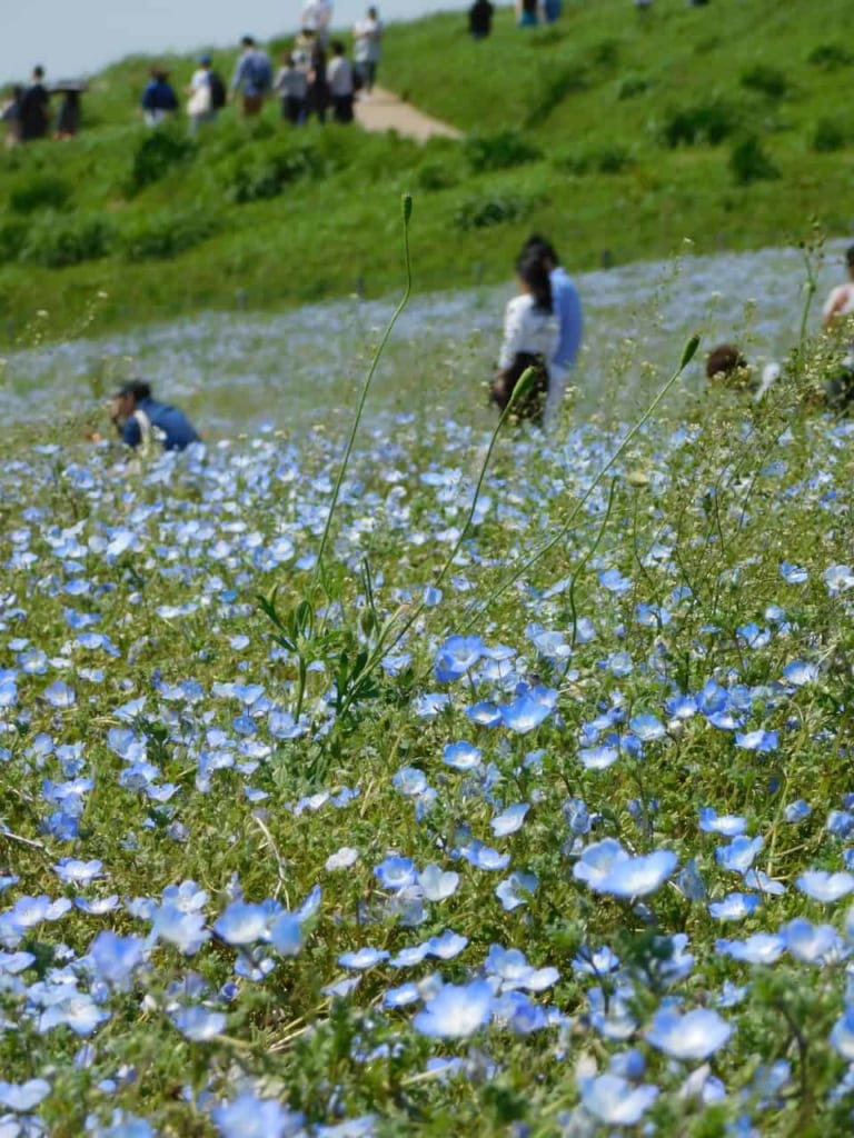 Nemophila at Hitachi Seaside Park-