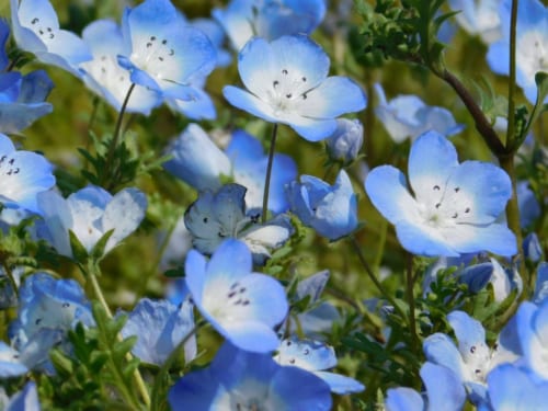Hitachi Seaside Park: A Blue Ocean of Nemophila