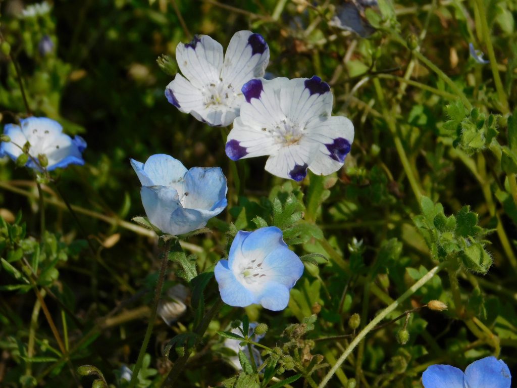 Nemophila maculata at Hitachi Seaside Park.