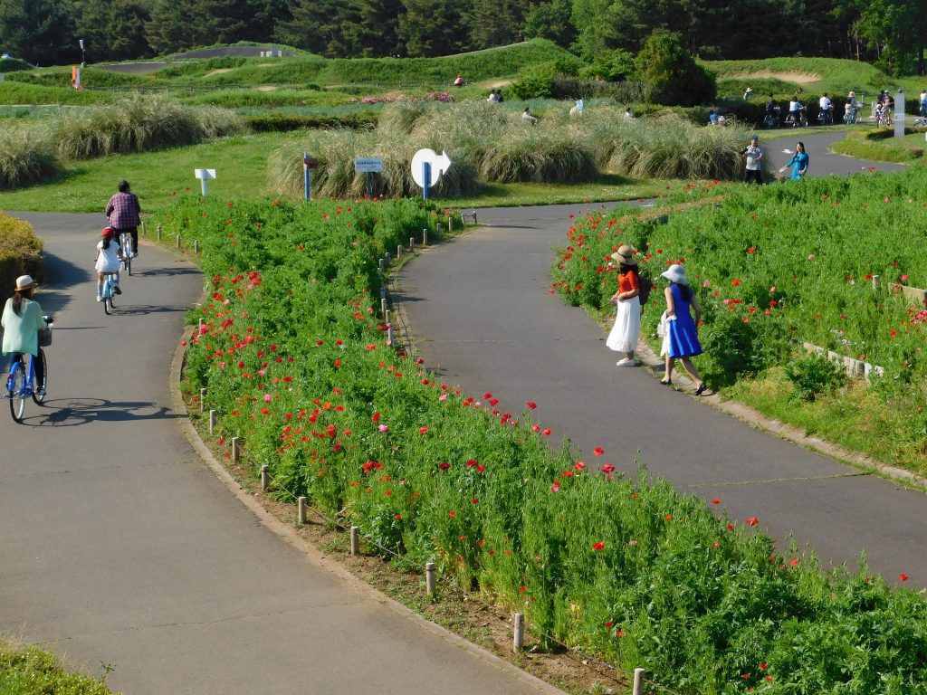 Bicycle way at Hitachi Seaside Park.