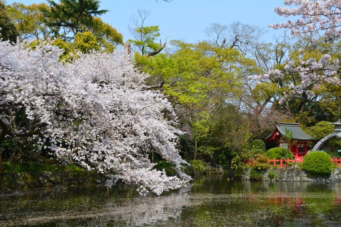 Mishima Taisha in Spring