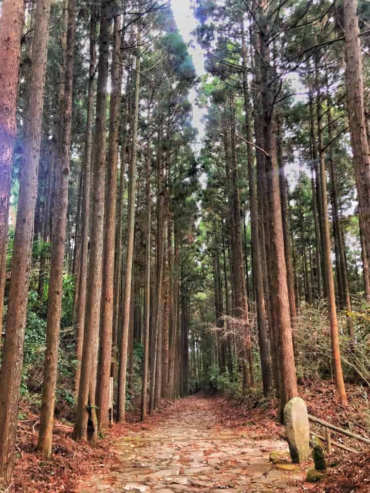 The 400 year old sugi (Japanese cedar trees) along Hakone Hachiri
