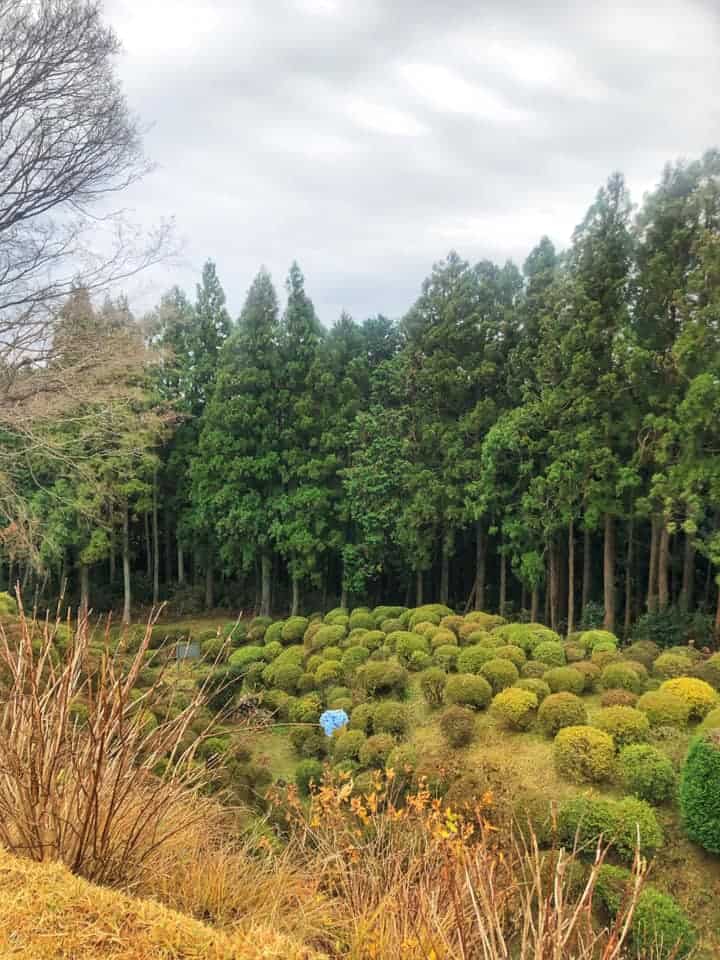 Surrounding foliage of Yamanaka castle along Hakone Hachiri on the Tokaido Road