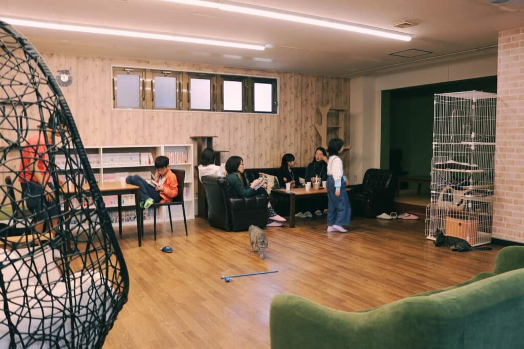 The general view of the cat café