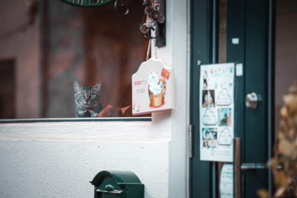 Cat looking through the window