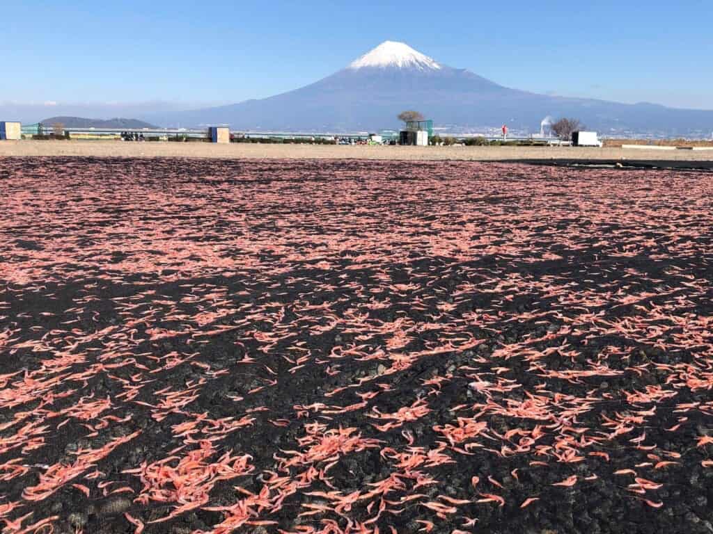 The infamous suruga bay shrimp and Mount Fuji