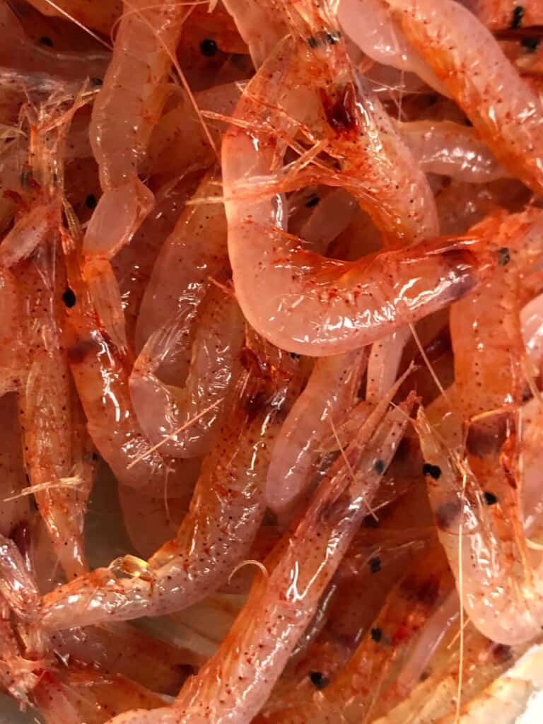 Suruga bay sakura ebi