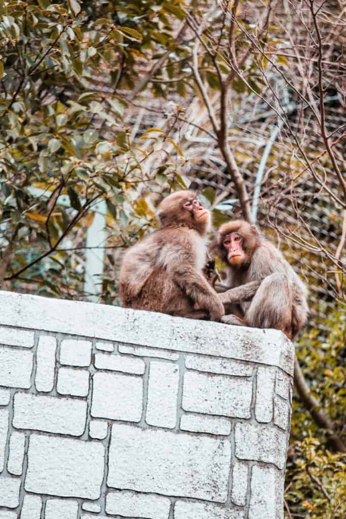 two monkeys in mino park