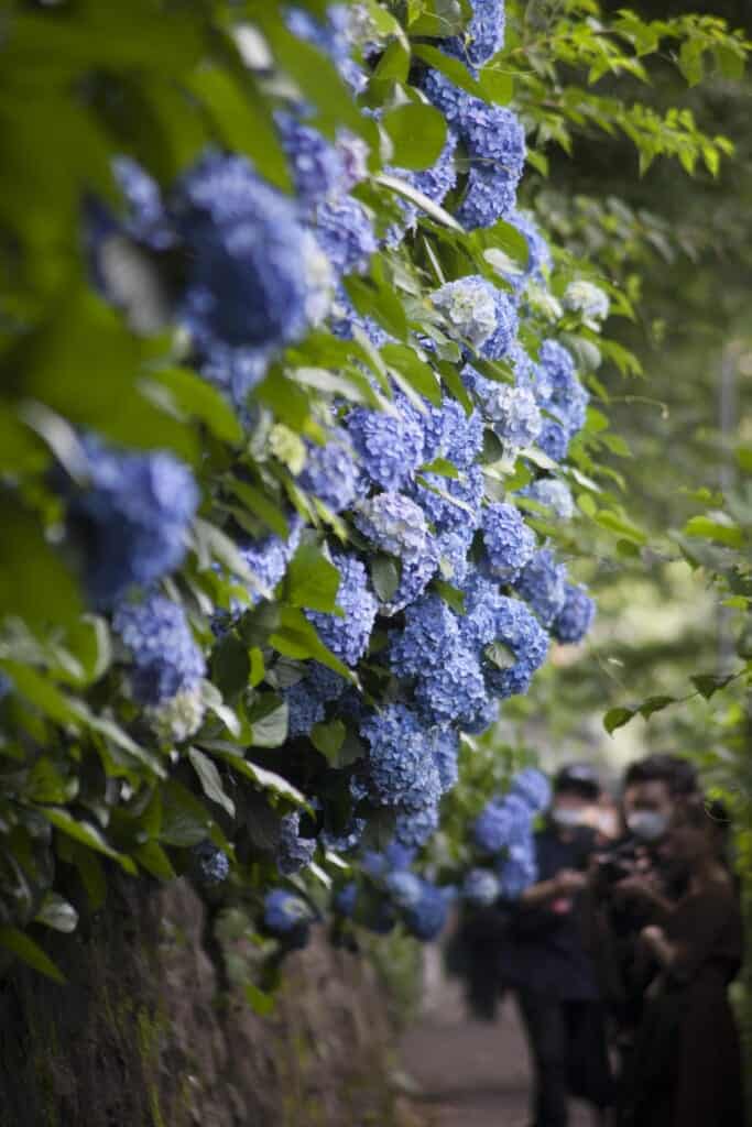 Hydrangeas at Asukayama Park
